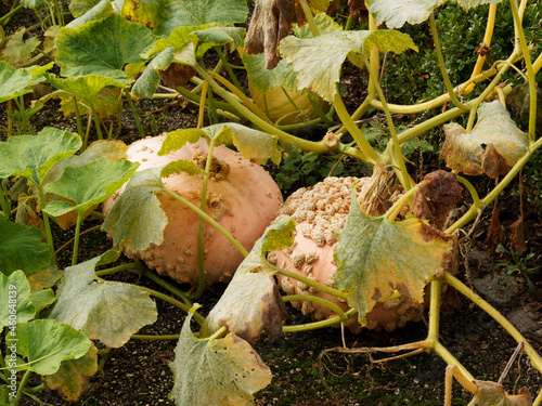 Courge galeuse d'Eysines ou Cucurbita maxima, variété potagère de potiron couverte d'excroissance liégeuse comme des verrues