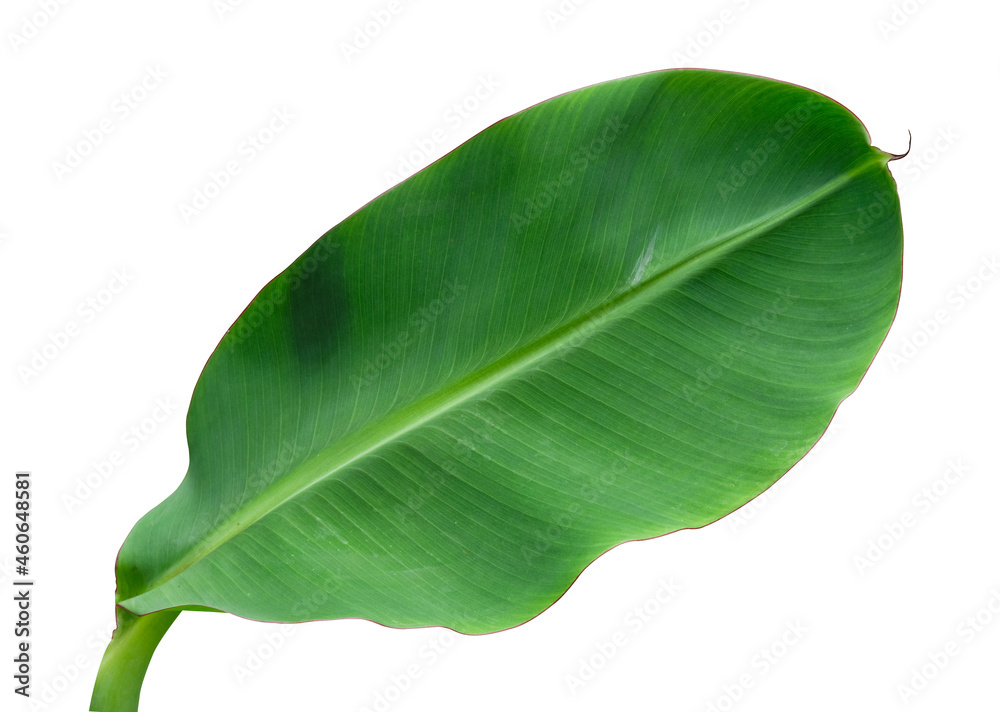 Obraz premium Fresh abstract banana green leaf color. Isolated on white background with clipping path