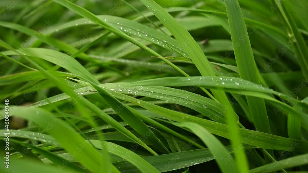 A background of juicy green grass in the wind. Video with a static camera. High quality 4k footage A background of juicy green grass in the wind. Video with a static camera. High quality 4k footage