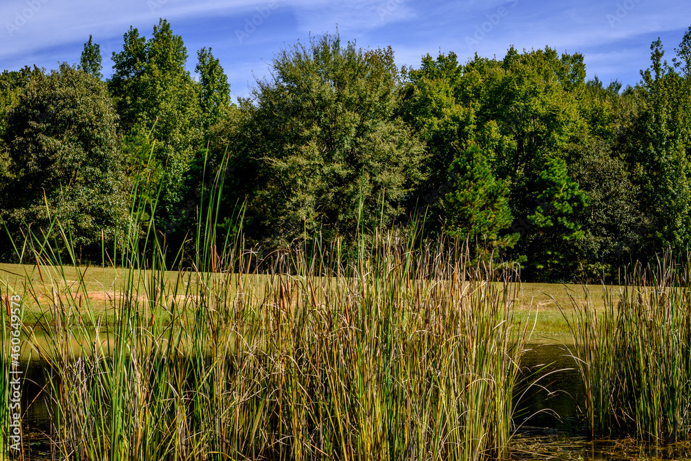 Wide Angle Of Pond Obscured By Weeds-2748 Wide Angle Of Pond Obscured By Weeds-2748