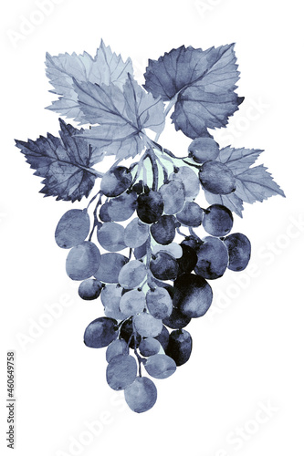 Watercolor pattern of grapes and leaves.Grape variety Cardinal.