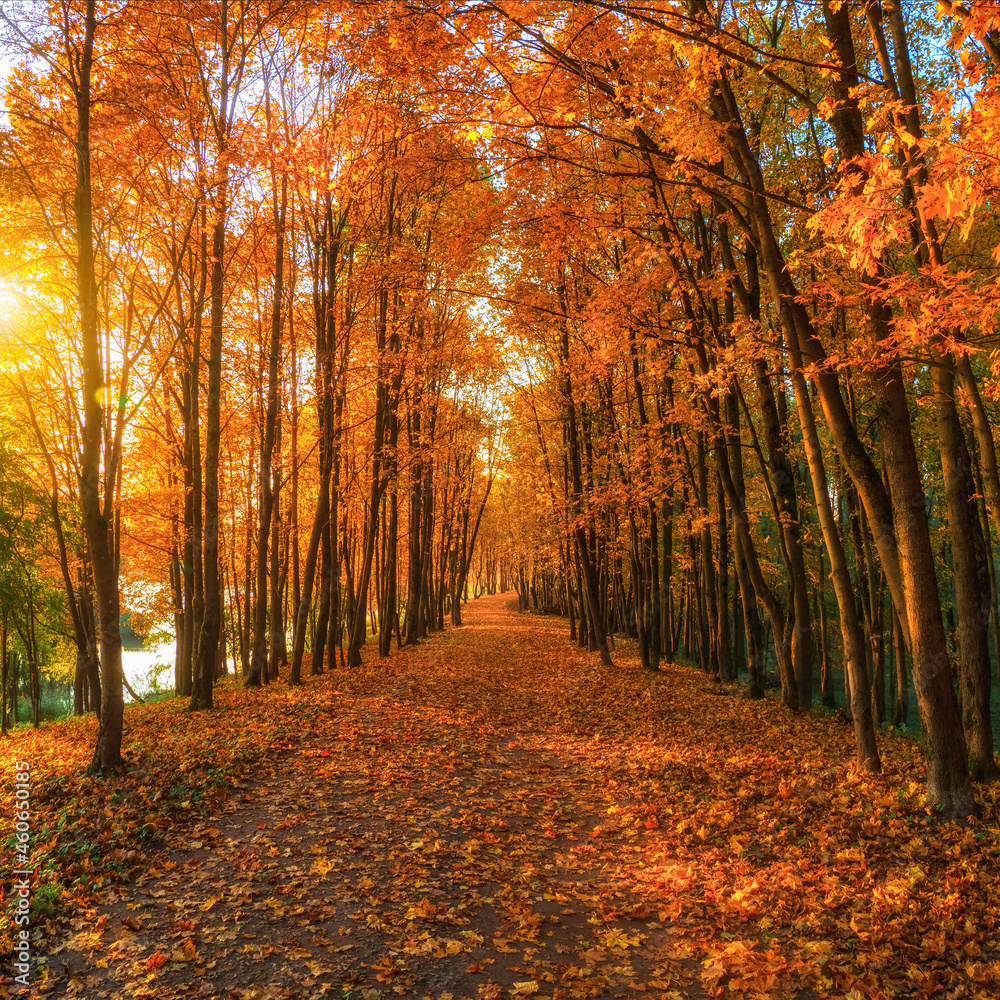 Fototapeta premium Sunny alley with maples in the autumn park. Autumn leaf fall. A path in a sunny autumn park with falling leaves.