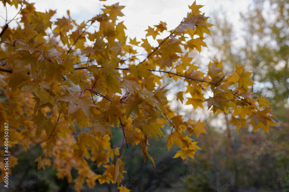 A branch of maple with yellow wet leaves. Selectiv focus A branch of maple with yellow wet leaves. Selectiv focus