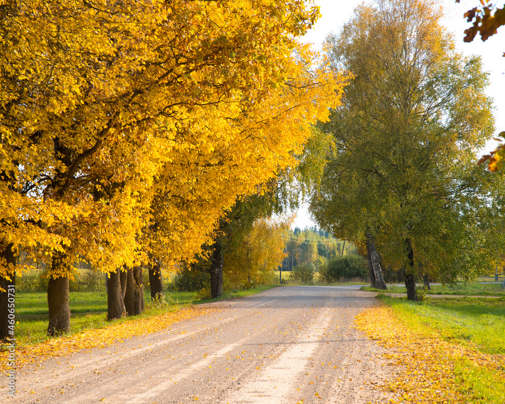 beautiful dirt road with autumn yellow and green trees with fallen leaves ..!