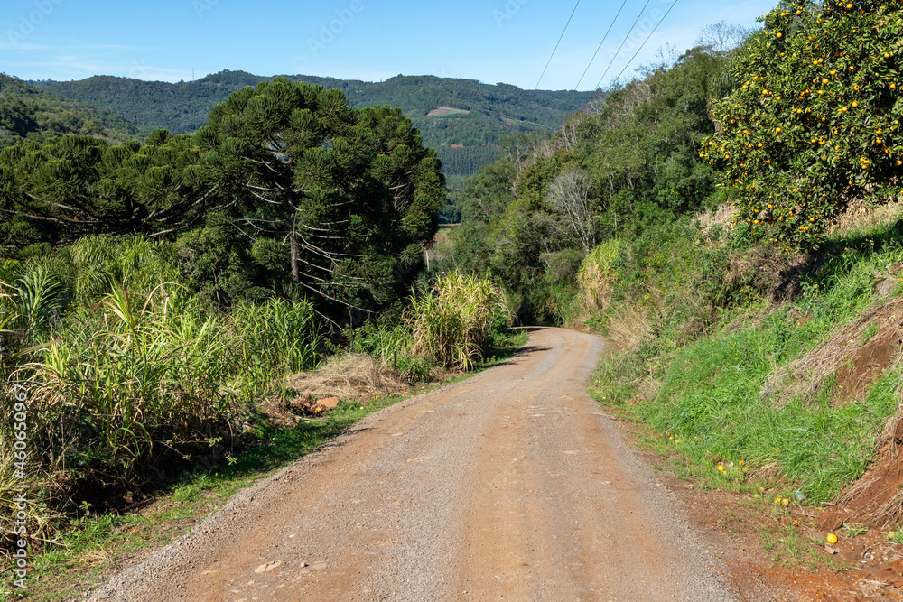 Dirty road with Araucaria angustifolia and forest