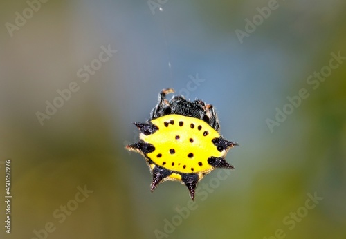 Spinybacked orbweaver spider (Gasteracantha cancriformis) female in its web, dorsal view macro in Houston, TX.