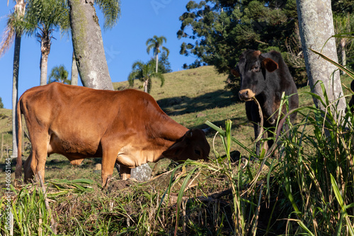 Cow grazing in a farm field