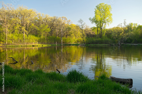 Pond and Lush Forest of Battle Creek Park