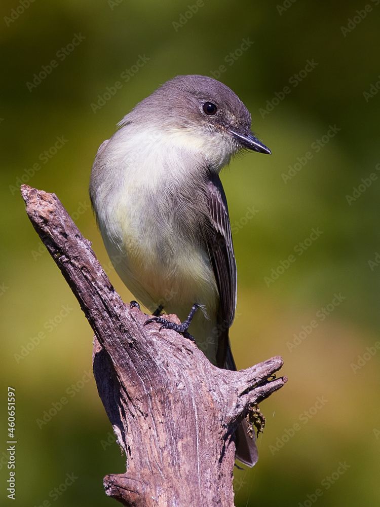 Eastern Phoebe flycatcher Sayornis phoebe woodland habitat Eastern Phoebe flycatcher Sayornis phoebe woodland habitat