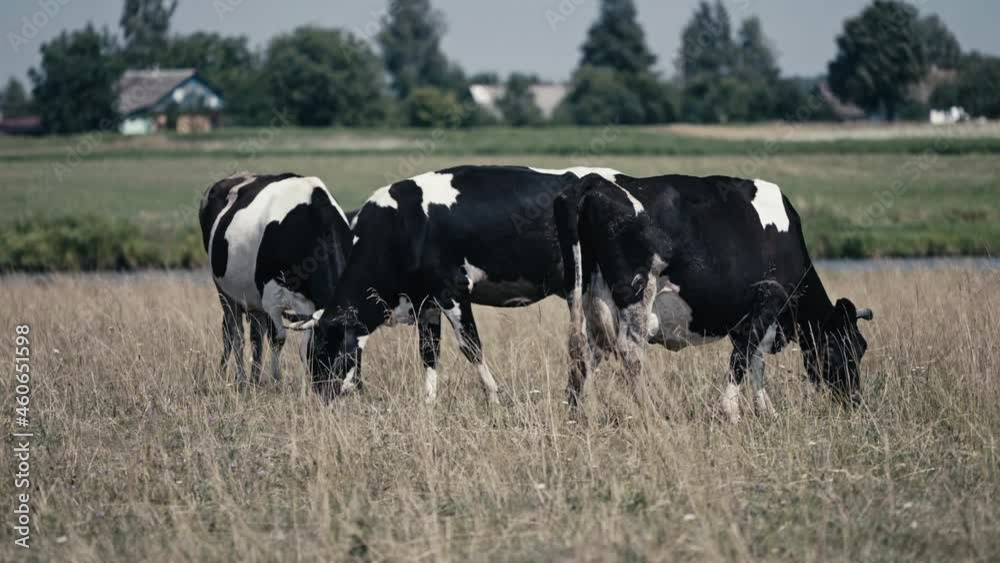 Herd of cows grazing peacefully on grass, countryside, cattle farming business Herd of cows grazing peacefully on grass, countryside, cattle farming business