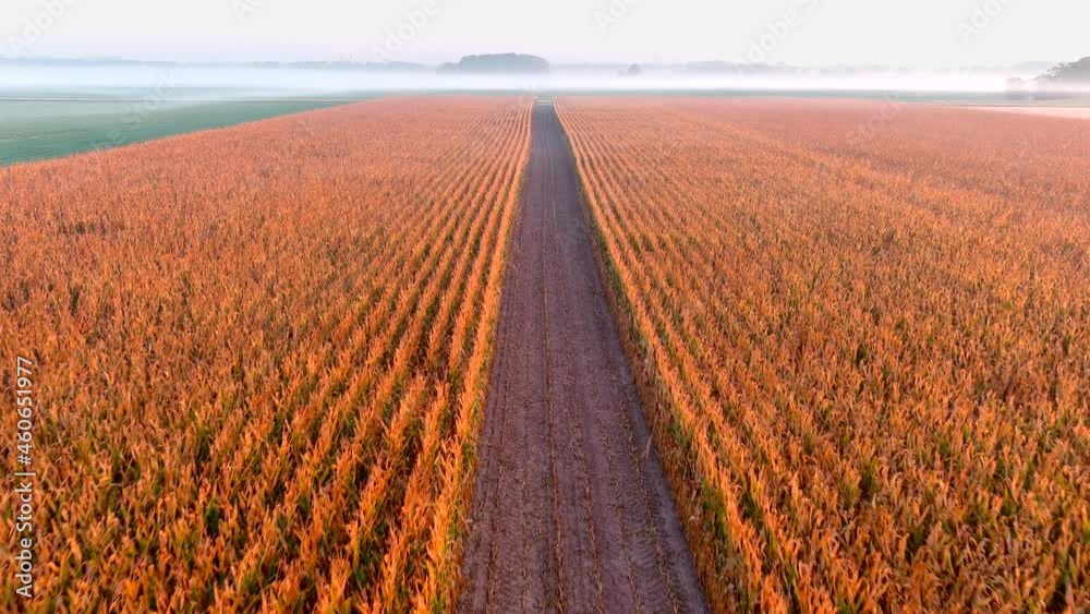 One harvested swipe through a cornfield leaves a deep valley with corn fields on both sides.
