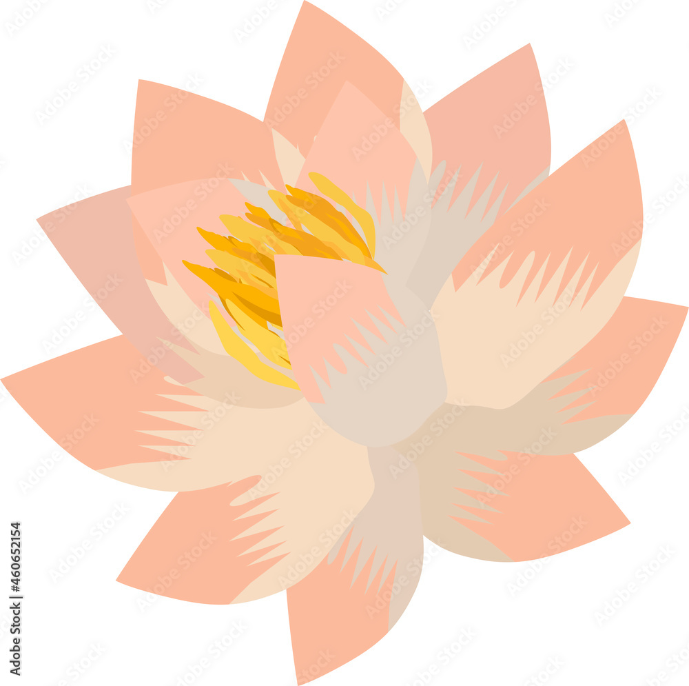 Naklejka premium Water lily flower in pink, vector drawing, isolate on a white background