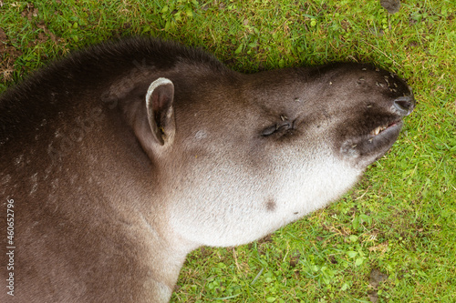 Bild auf Leinwand Close-up of head of Lowland Tapir lying down asleep on grass with flies