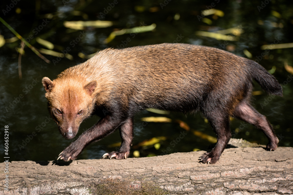 A bush dog walking along a log A bush dog walking along a log