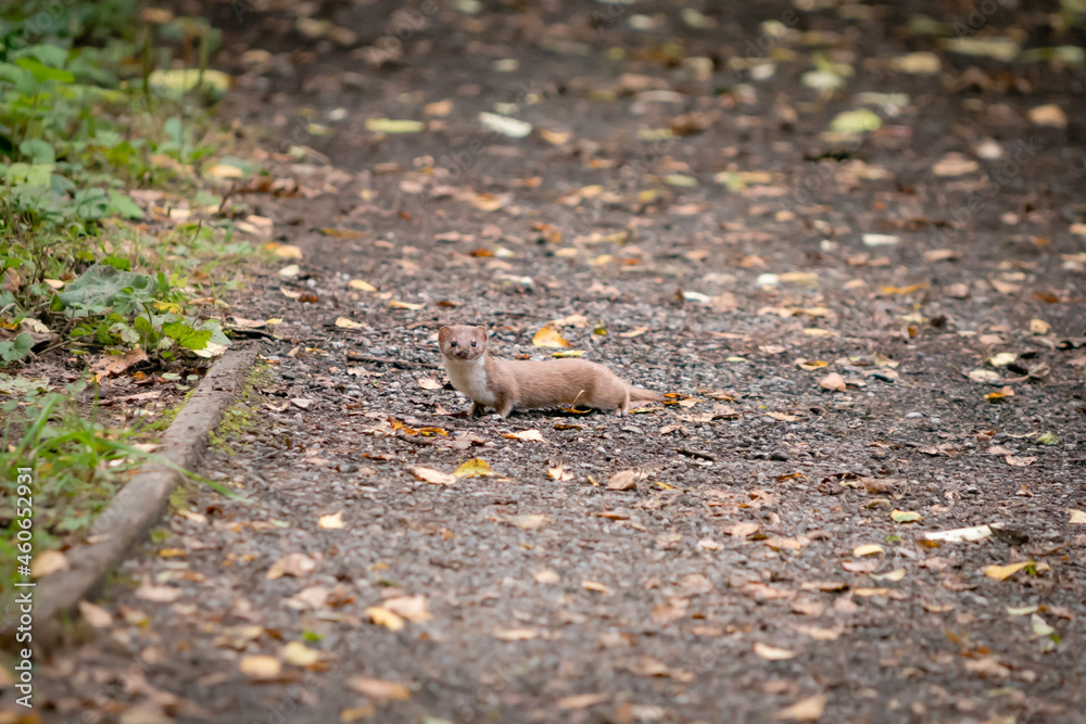 A wild common weasel running across a pavement in woodland looking at camera