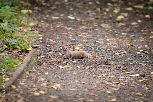 A wild common weasel running across a pavement in woodland looking at camera