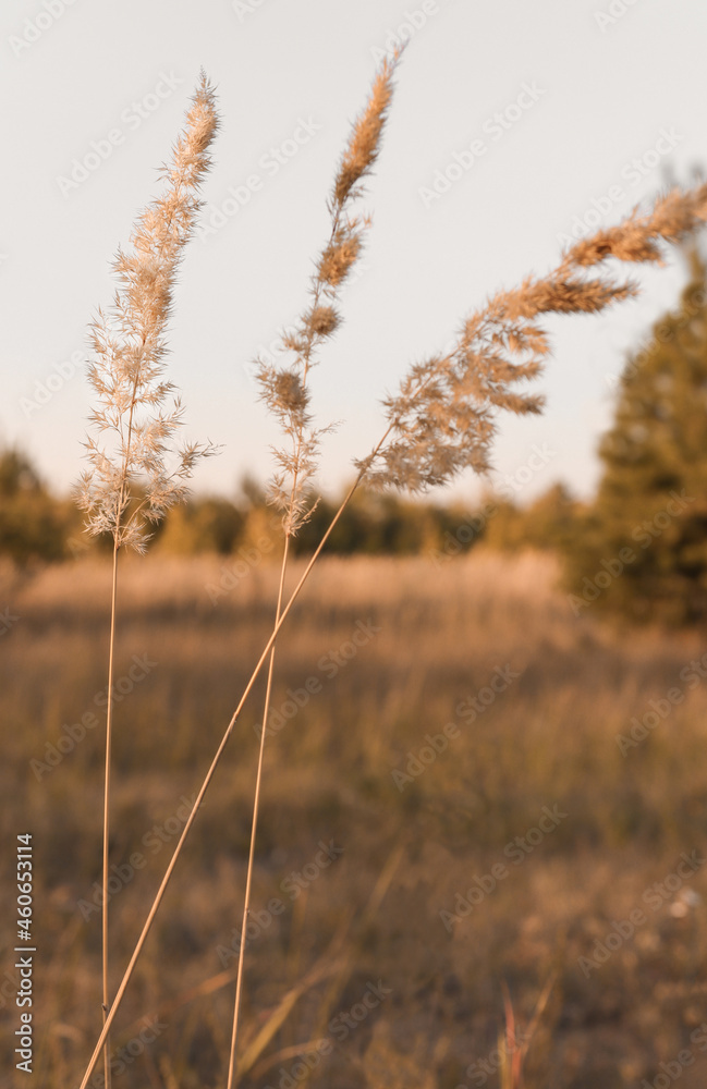Several dried flowers of pampas grass on a steppe plot close-up, natural background in a minimalist style Several dried flowers of pampas grass on a steppe plot close-up, natural background in a minimalist style