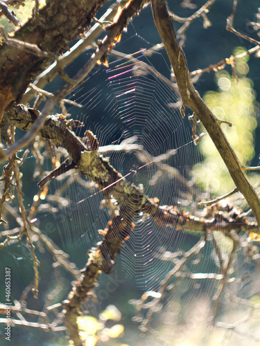 Cobweb on a tree at sunset
