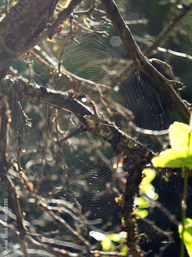 Cobweb on a tree at sunset