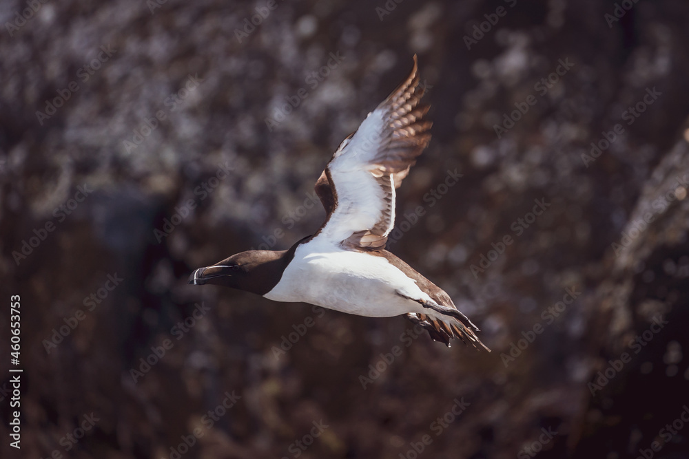 Razorbill (Alca torda) flying close to sea at Runde bird Island. Razorbill (Alca torda) flying close to sea at Runde bird Island.