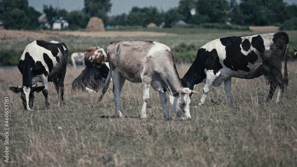 Young cow grazing on grass, cattle on pasture, farming, milk and meat production Young cow grazing on grass, cattle on pasture, farming, milk and meat production