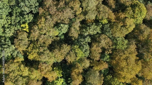 Wallpaper Mural Aerial view spring forest. Natural green background. Photo from the drone	
 Torontodigital.ca