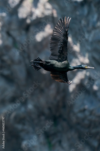European Shag , Phalacrocorax aristotelis, in flight at bird cliff at Runde.