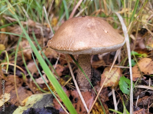 Beautiful mushroom grown in a green forest