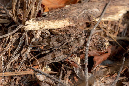 Two brown grasshoppers sitting on top of each other