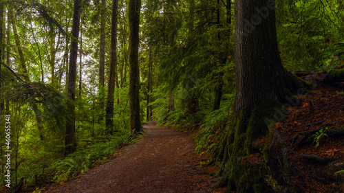 Easy access urban forest trail near Simon Fraser University on Burnaby Mountain, BC, Canada after rain during fall.