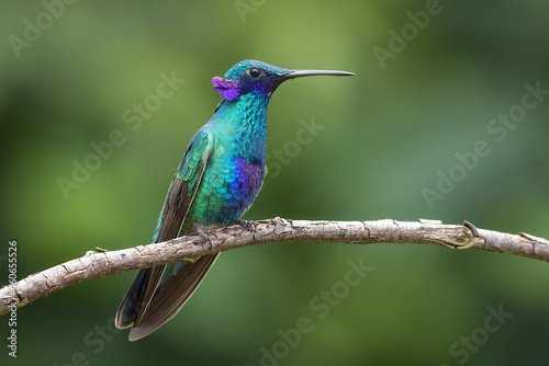 Sparkling violetear hummingbird perched on a branch photo