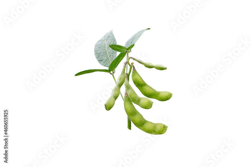 Soya bean or soybean or glycine max plant branch with beans and leaves isolated on white.