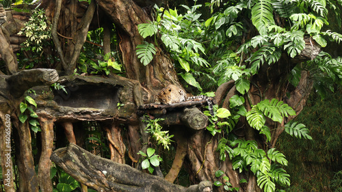 The leopard (Panthera pardus) is one of the five extant species in the genus Panthera. A leopard in camouflage while resting on a tree in the rain forest