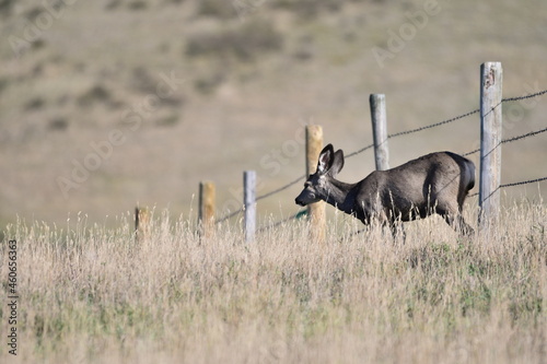 mule deer fawn along fence line