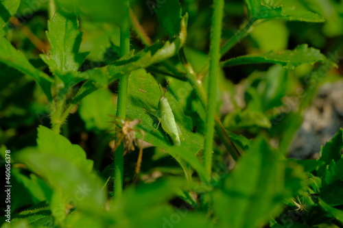 Green grasshoppers blend in with the grass.