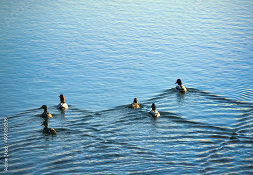 Dabbling and diving ducks: 3 Mallards and 3 Pochards (Aythya ferina, left and center) in breeding plumage. photo