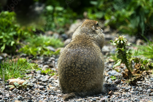 Caucasian Mountain ground squirrel (Spermophilus musicus) tunneling animal in mountain meadows. Caucasus, Carriers of infectious diseases (plague spot), pest of pastures, however, what cute animal photo