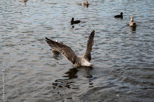 country goose branta canadensis