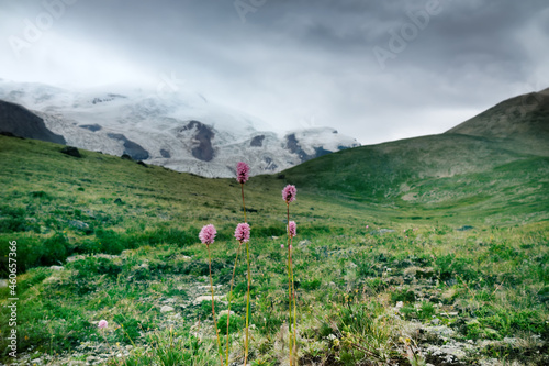 Flowers of Serpent grass (Seneca snakeroot, Bistorta carnea). Mountain valley with views of snow-capped ranges. Side Ridge of Caucasus (3000 m A.S.L), august. Corrie glacier background photo