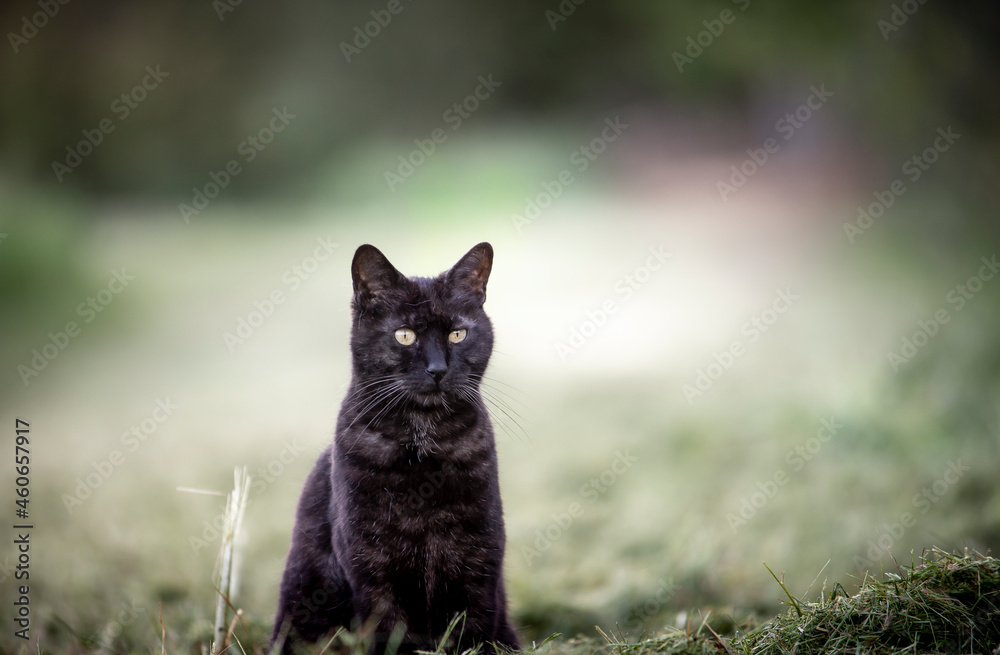 black cat sitting outdoor. yellow eyes. looking.