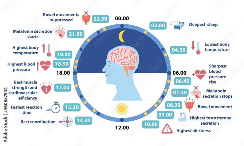 Circadiam rhythm infographic. Information about human body. Information for scheduling, healthy lifestyle, daily routine, sport time. Cartoon flat vector illustration isolated on white background - obrazy, fototapety, plakaty 