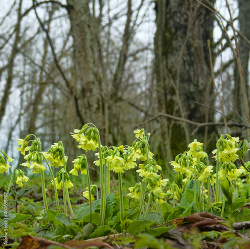 Early bloomers (primroses) of northern European forests. Cowslip paigle (Primula macrocalix) in park forest (wood-meadow) photo