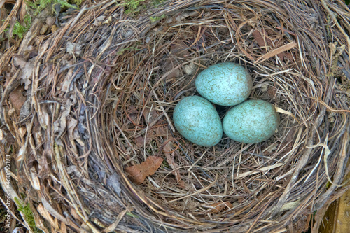 Nest of Blackbird (Turdus merula) with eggs. Mixed forests of Northern Europe photo