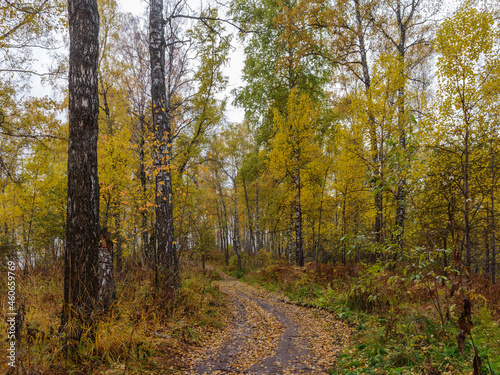 The road in the autumn forest © Людмила Шеломицкая