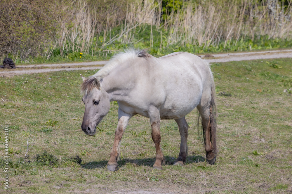 Konik horse walking calmly on the green grass in the nature reserve Oostvaardersplassen, thickets and wild plants in the blurred background, sunny day in Lelystad, Flevoland in the Netherlands Konik horse walking calmly on the green grass in the nature reserve Oostvaardersplassen, thickets and wild plants in the blurred background, sunny day in Lelystad, Flevoland in the Netherlands