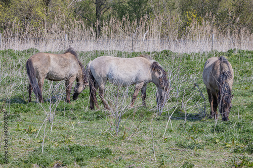Konik horses grazing peacefully in the Oostvaardersplassen nature reserve  grass and wild thickets in the background  sunny day in Lelystad  Flevoland in the Netherlands