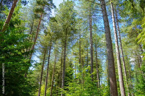 Fototapeta Naklejka Na Ścianę i Meble -  Looking up at tall pine tree