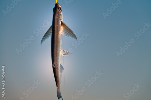 Sport fishing in the north river. Dynamic picture when Sabrefish (Pelecus cultratus) are brought to the surface photo