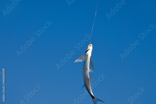 Sport fishing in the north river. Dynamic picture when Sabrefish (Pelecus cultratus) are brought to the surface photo