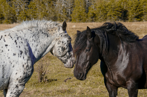 Awesome and beautiful horses on the farm. Horse portrait in the mountains in Austria.